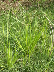 Cyperus difformis image