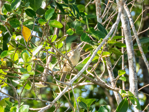 Asian Red-eyed Bulbul (Pycnonotus brunneus), photo 5