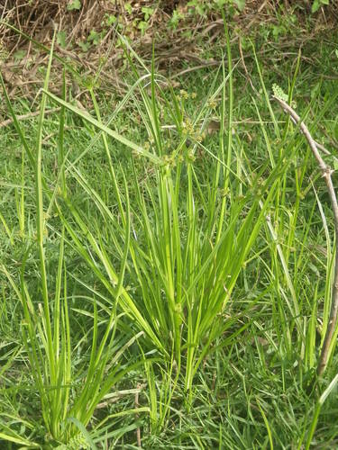 Cyperus difformis image