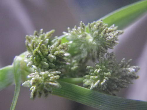 Cyperus difformis image