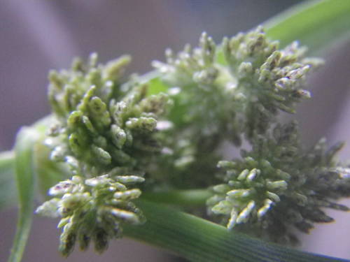 Cyperus difformis image