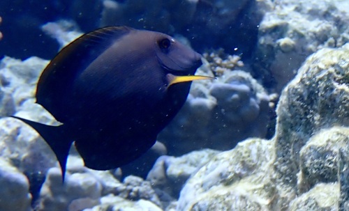 Lined Bristletooth — seen at this dive site