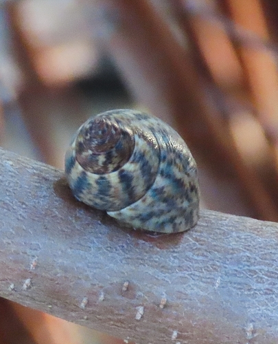 Littoraria angulifera