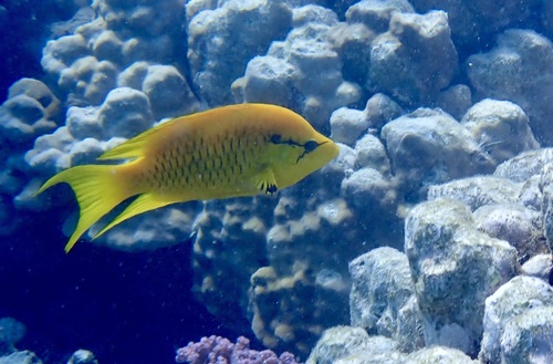 Slingjaw Wrasse — seen at this dive site