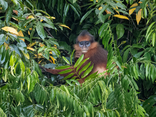 Presbytis melalophos