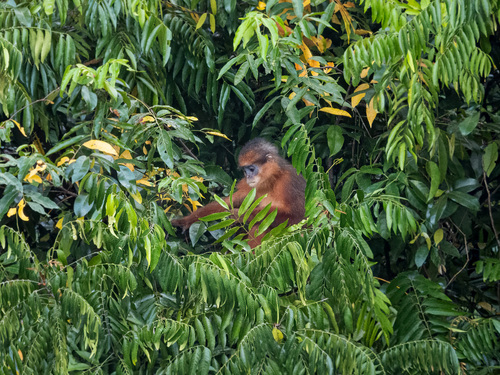 Presbytis melalophos