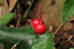 Ardisia pusilla