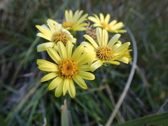 Dolichoglottis lyallii