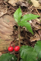 Ardisia pusilla
