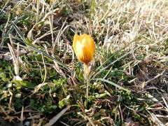 Crocus chrysanthus