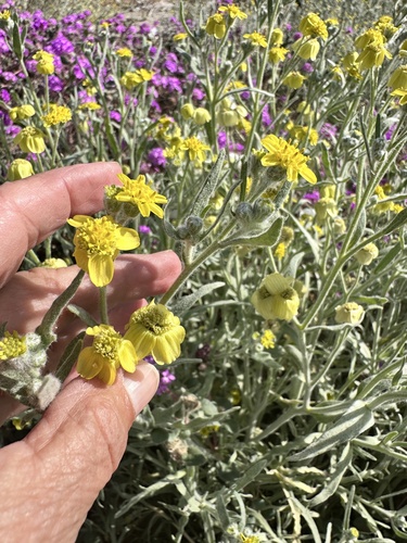 Laxflower (Baileya pauciradiata)