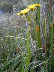 Dolichoglottis lyallii