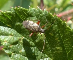 Closterotomus biclavatus
