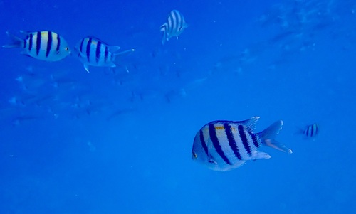 Indo-Pacific Sergeant Major — seen at this dive site