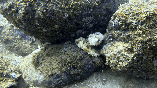 Longspined Porcupinefish (Diodon holocanthus)