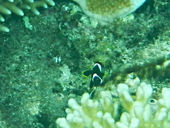 Amphiprion mccullochi