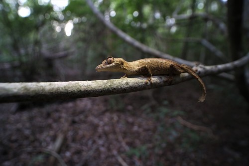Gunther's FIat-tail Gecko, Uroplatus guentheri