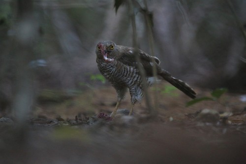 Madagascar Sparrowhawk (Accipiter madagascariensis)