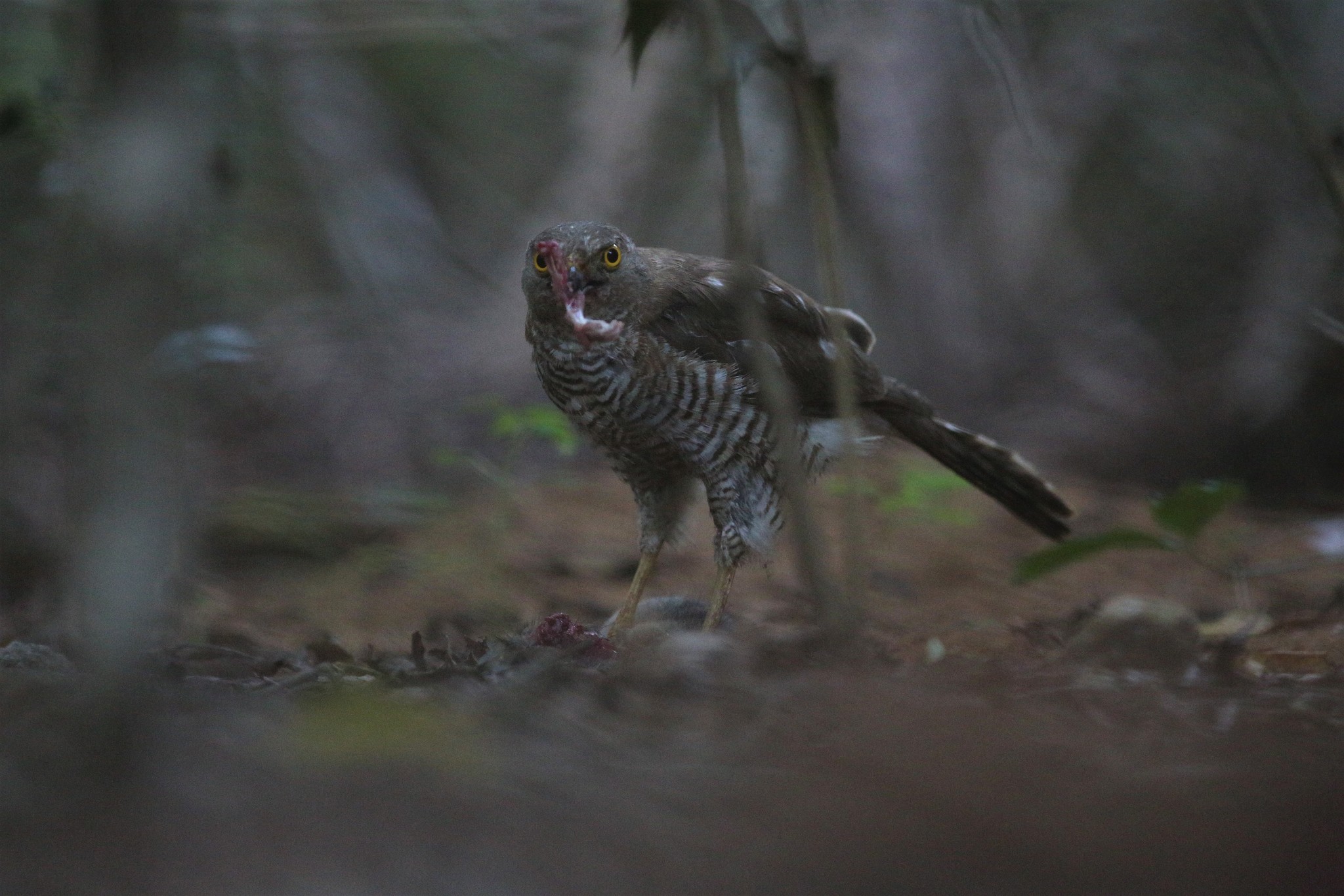 Madagascar Sparrowhawk (Accipiter madagascariensis), photo 1