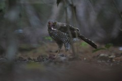 Accipiter madagascariensis