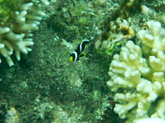 Amphiprion mccullochi