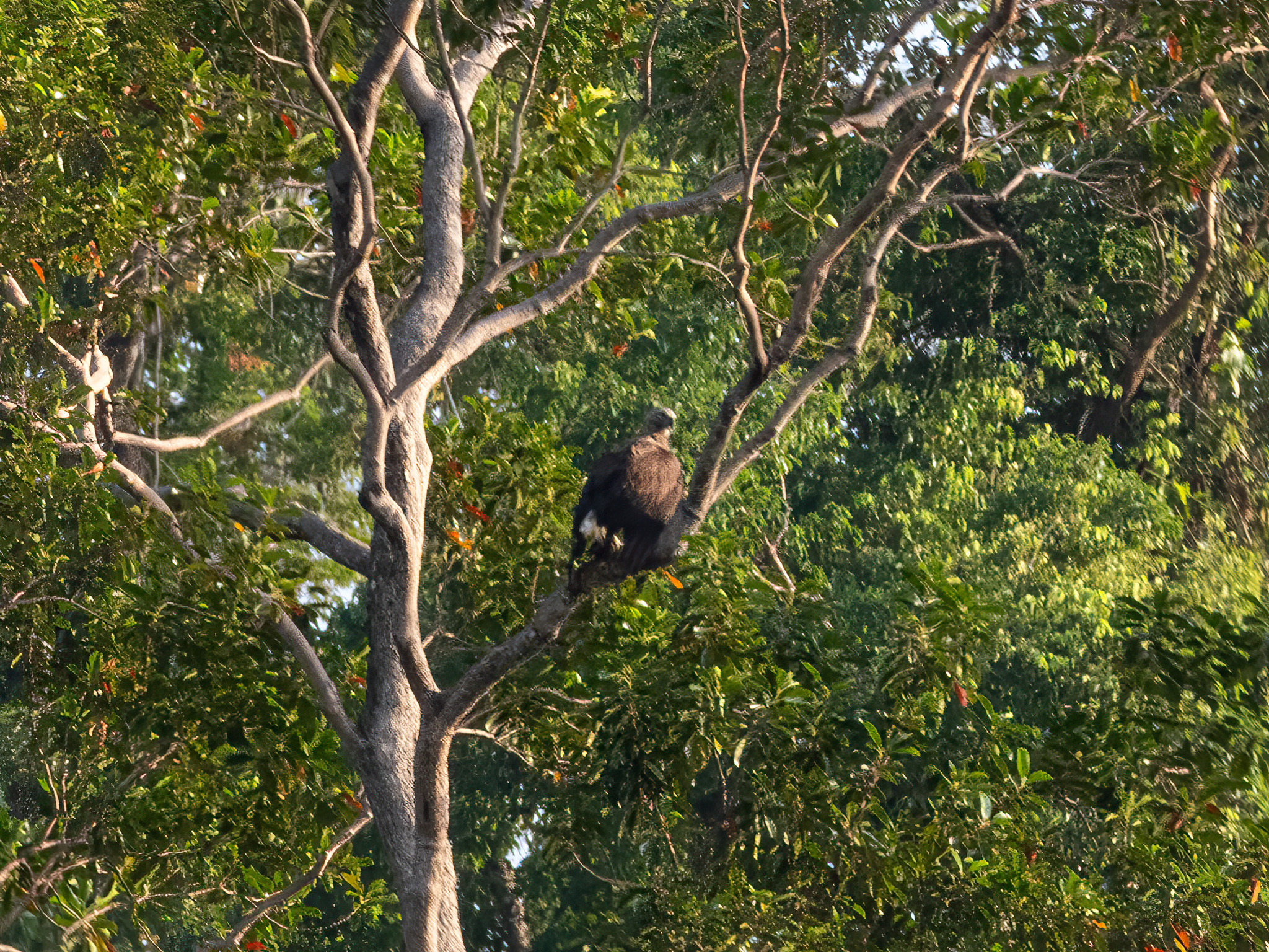 Grey-headed Fish Eagle (Icthyophaga ichthyaetus), photo 5