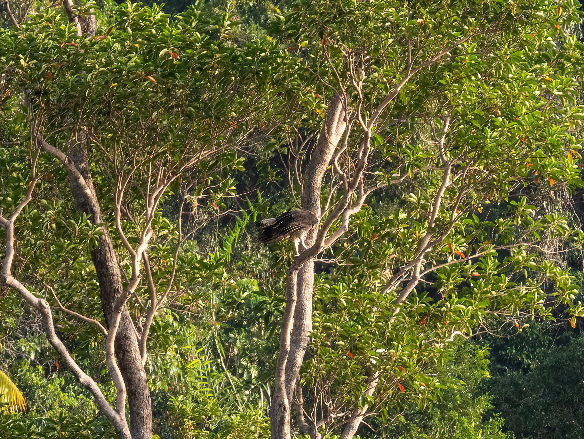 Grey-headed Fish Eagle (Icthyophaga ichthyaetus), photo 6