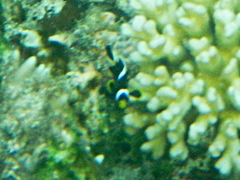 Amphiprion mccullochi