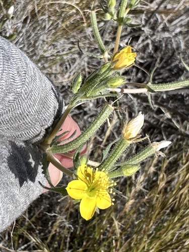 yellowcomet (Mentzelia affinis)