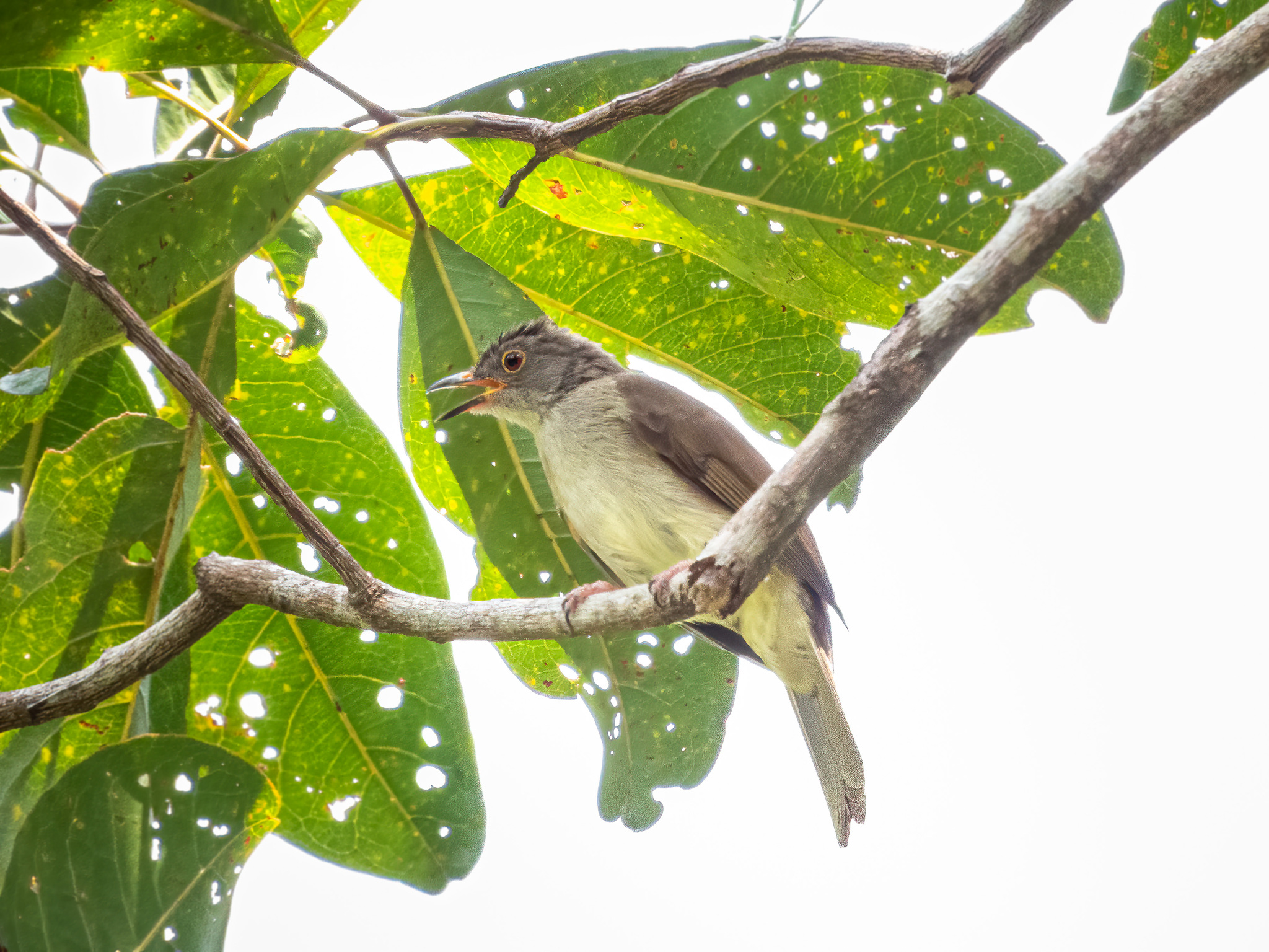 Spectacled Bulbul (Rubigula erythropthalmos), photo 3