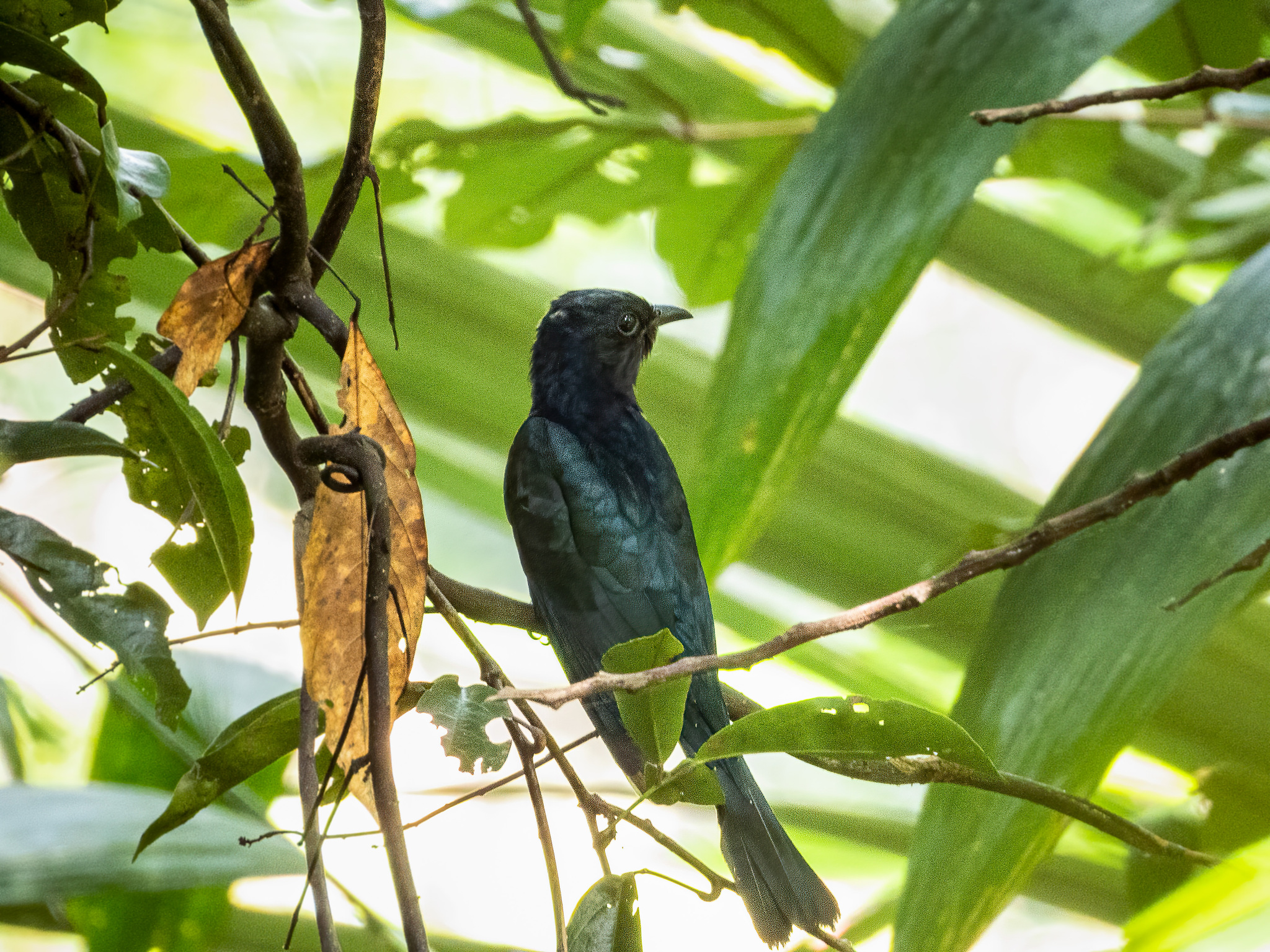 Square-tailed Drongo-Cuckoo (Surniculus lugubris), photo 6