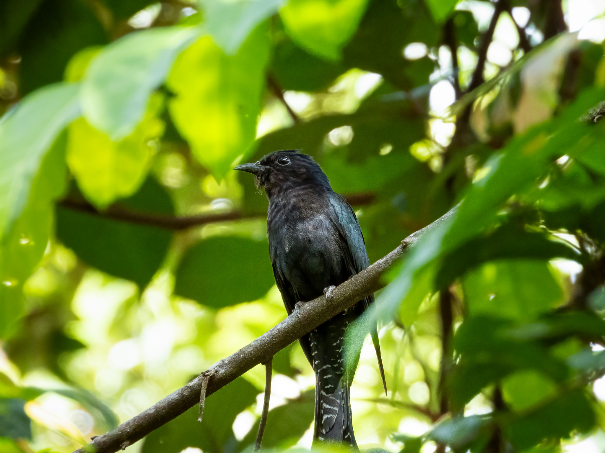 Square-tailed Drongo-Cuckoo (Surniculus lugubris), photo 5
