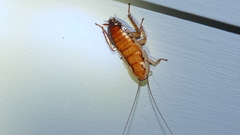 Drymaplaneta heydeniana