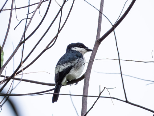 Black-winged Flycatcher-shrike (Hemipus hirundinaceus), photo 4