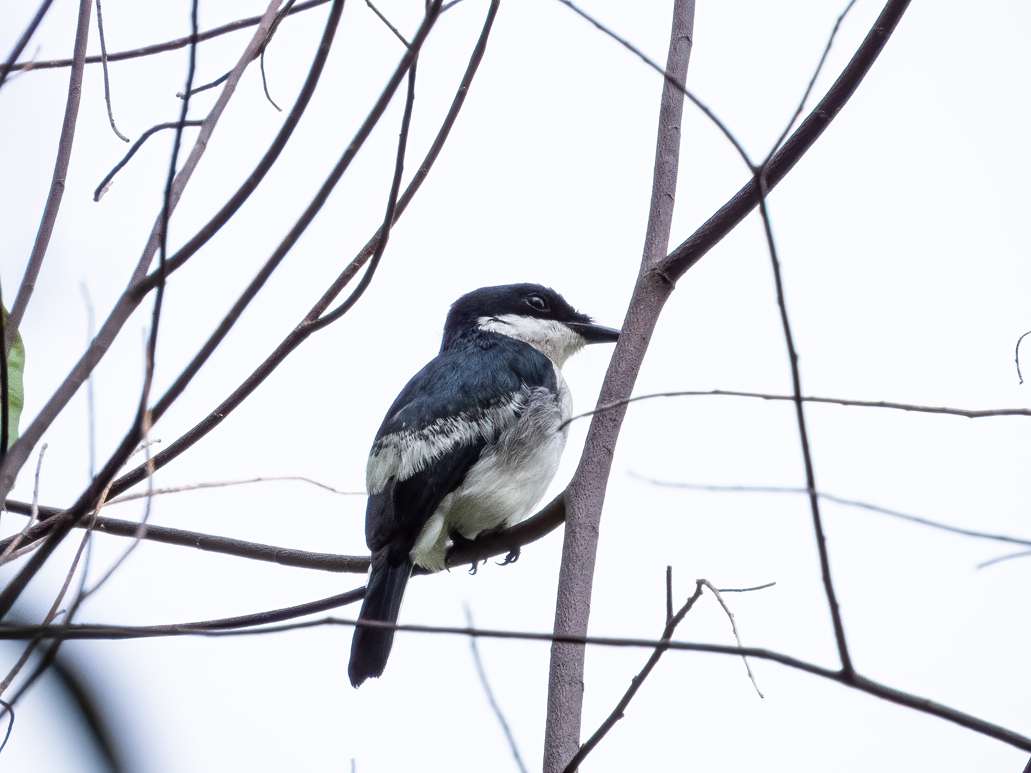 Black-winged Flycatcher-shrike (Hemipus hirundinaceus), photo 8