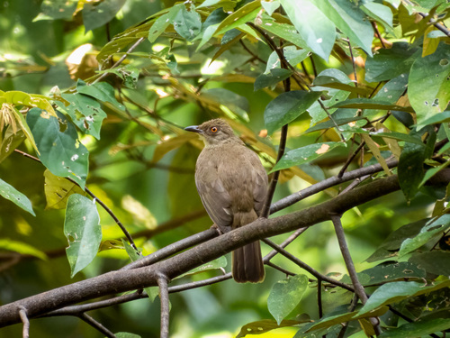Asian Red-eyed Bulbul (Pycnonotus brunneus), photo 4