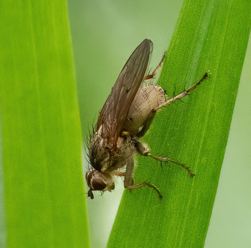 Unknown species found near Davis, CA, USA