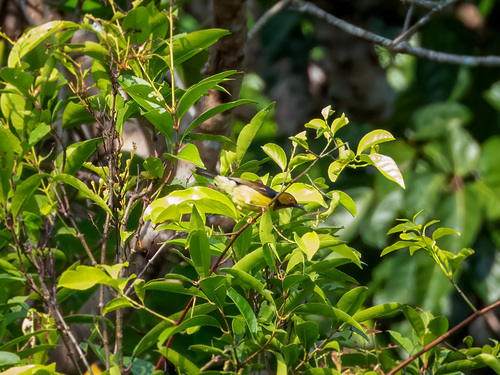 Brown-throated Sunbird (Anthreptes malacensis), photo 5