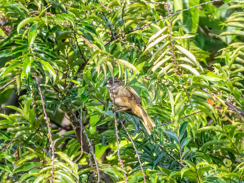 Olive-winged Bulbul (Pycnonotus plumosus), photo 3