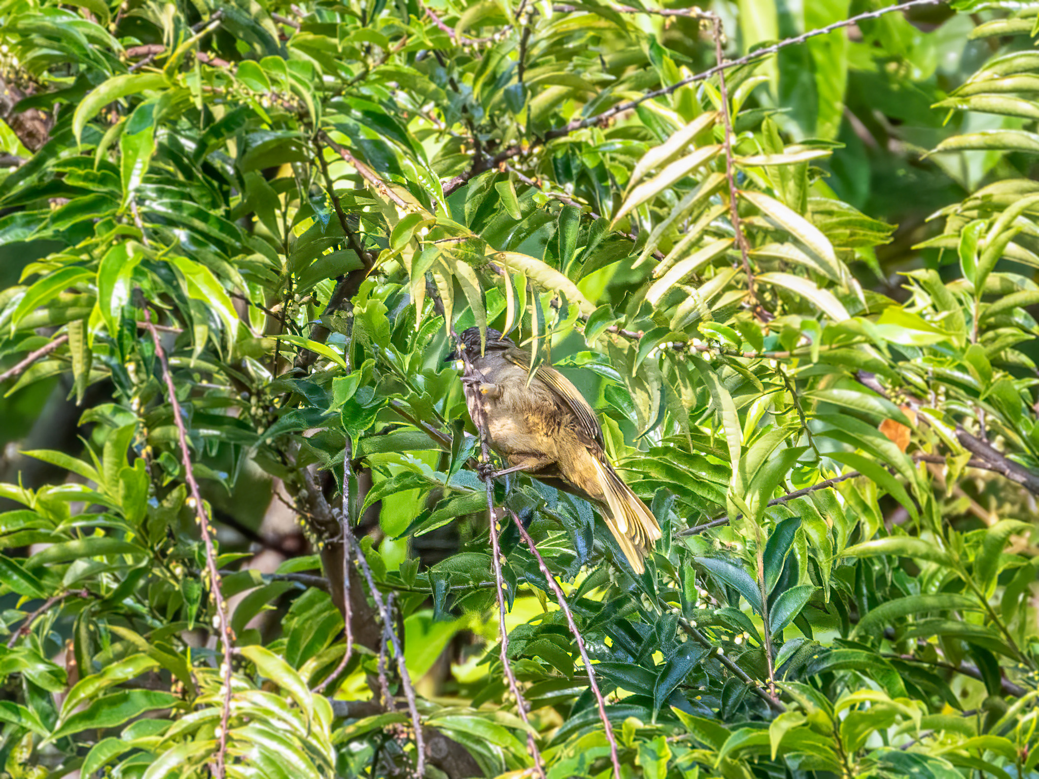 Olive-winged Bulbul (Pycnonotus plumosus), photo 4