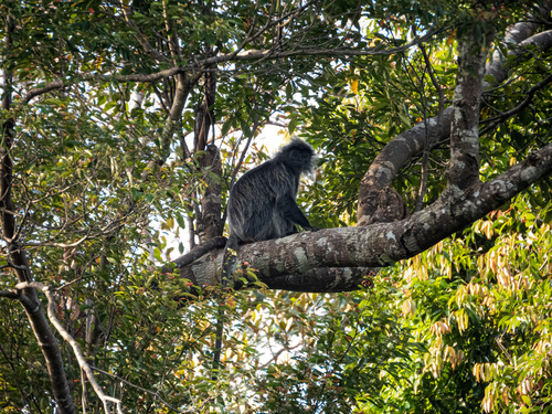 Trachypithecus cristatus