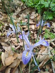 Iris histrio