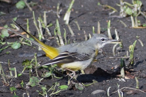 Lavandera cascadeña (Motacilla cinerea)