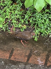 Rallina fasciata