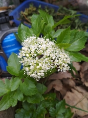 Lecokia cretica