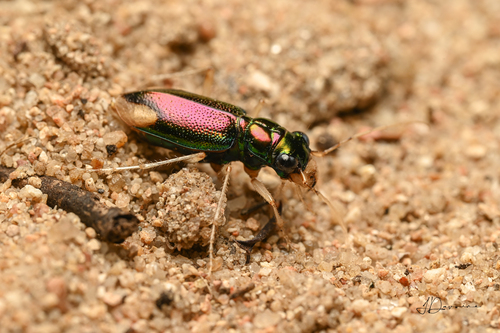 Tetracha fulgida