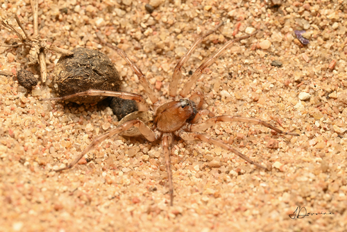 Allocosa senex