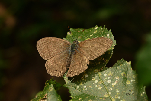 Euptychiina
