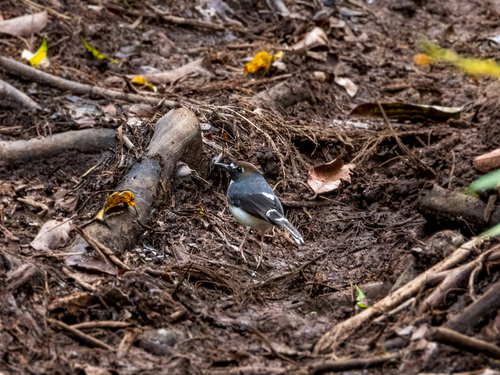 Sunda Forktail (Enicurus velatus), photo 2