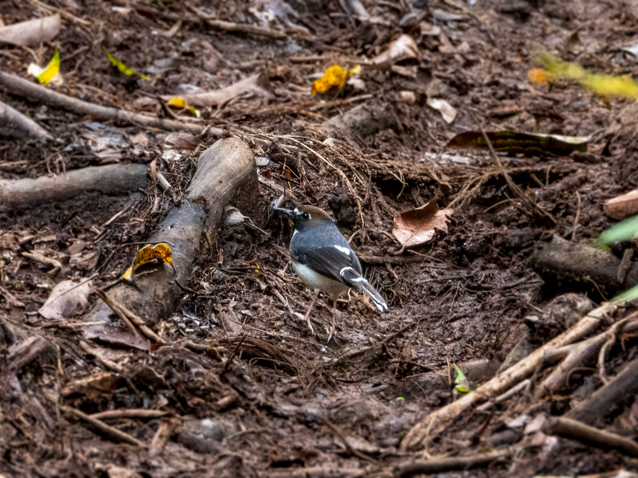 Sunda Forktail (Enicurus velatus), photo 2